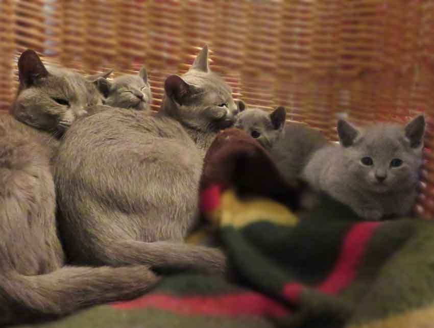 Familia de gatos azul ruso
