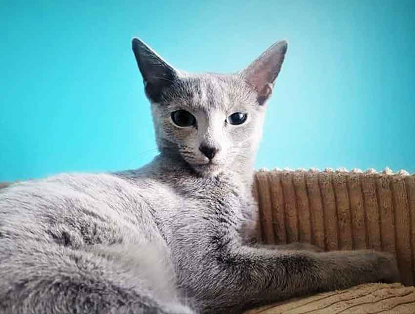 Gato azul ruso sentado