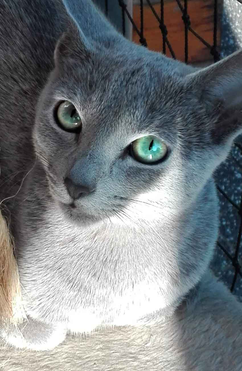 Gato azul ruso mirando a cámara
