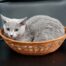 Azul Ruso Kittens