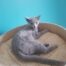 Azul Ruso Hembra · Judyta